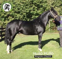 Huilo Huilo - 236209